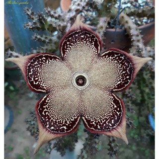 Sao biển Edithcolea Grandis