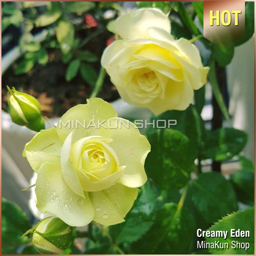 Hoa hồng ngoại Creamy Eden - MinaKun Shop