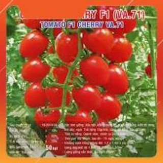 HẠT GIỐNG CÀ CHUA CHUỖI NGỌC VIỆT Á GÓI 50  HẠT