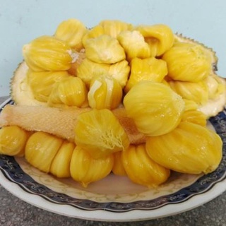 Cây giống Mít Tố Nữ ghép [ siêu sớm ]