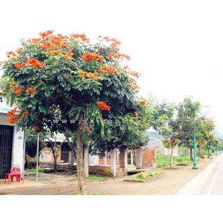 CÂY SÒ ĐO CAM