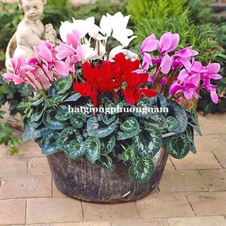 5H - HẠT GIỐNG HOA ANH THẢO MIX