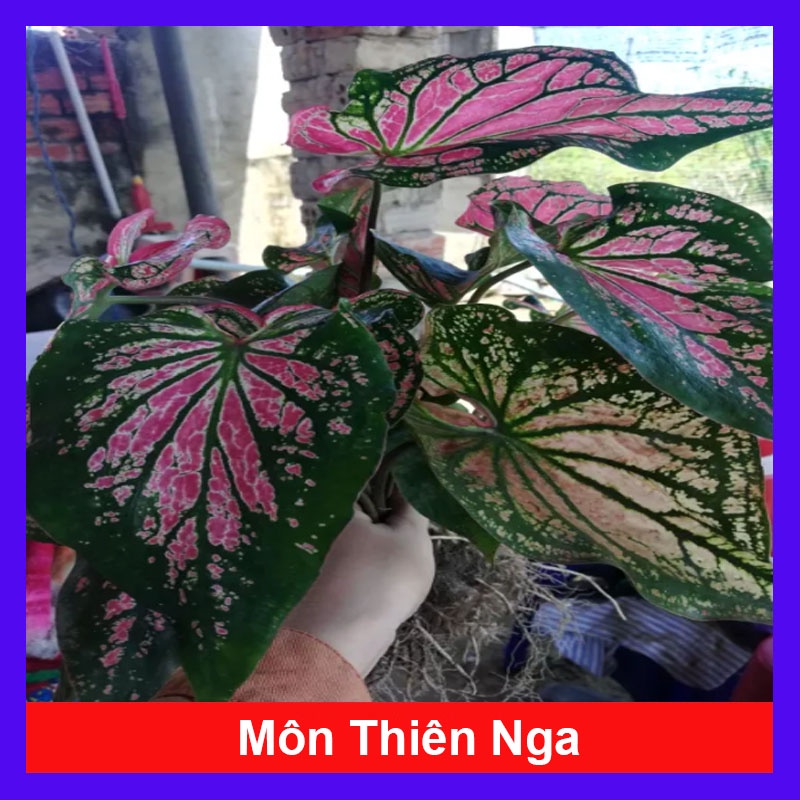 Cây Môn Thiên Nga - cây cảnh để bàn - caykiengsadec