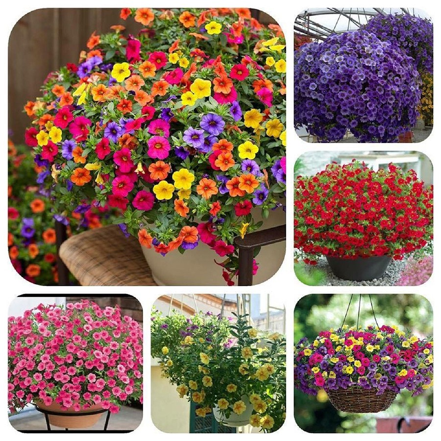 Hạt giống hoa triệu chuông mix - 1 gói 50hạt