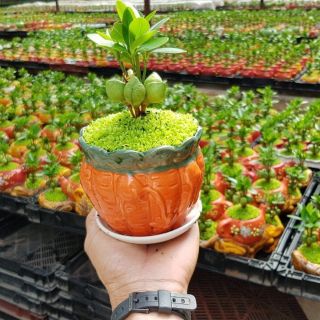 Cầy tài lộc/ cây may mắn