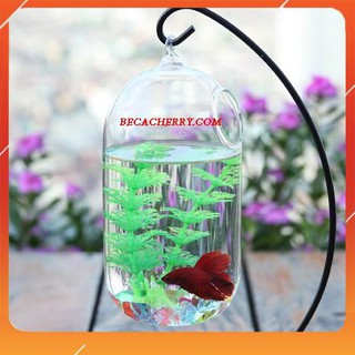 FREESHIP ĐƠN 99K_Bình thủy tinh treo dưa 20x10cm