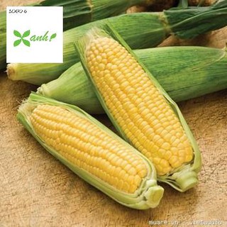 Hạt giống Bắp ngọt, Bắp Mỹ