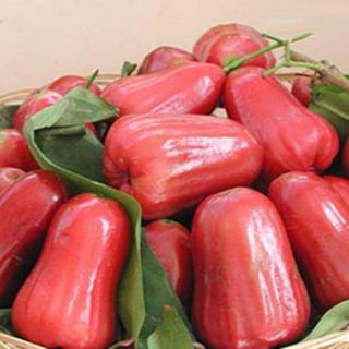 Cây roi đỏ An Phước