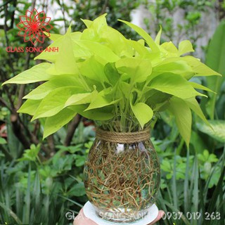 Lọ hoa thủy tinh trang trí BDNB, chậu thủy tinh trồng cây thủy sinh, bể cá mini để bàn