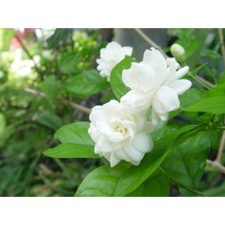 Tinh Dầu Hoa Lài 100ml