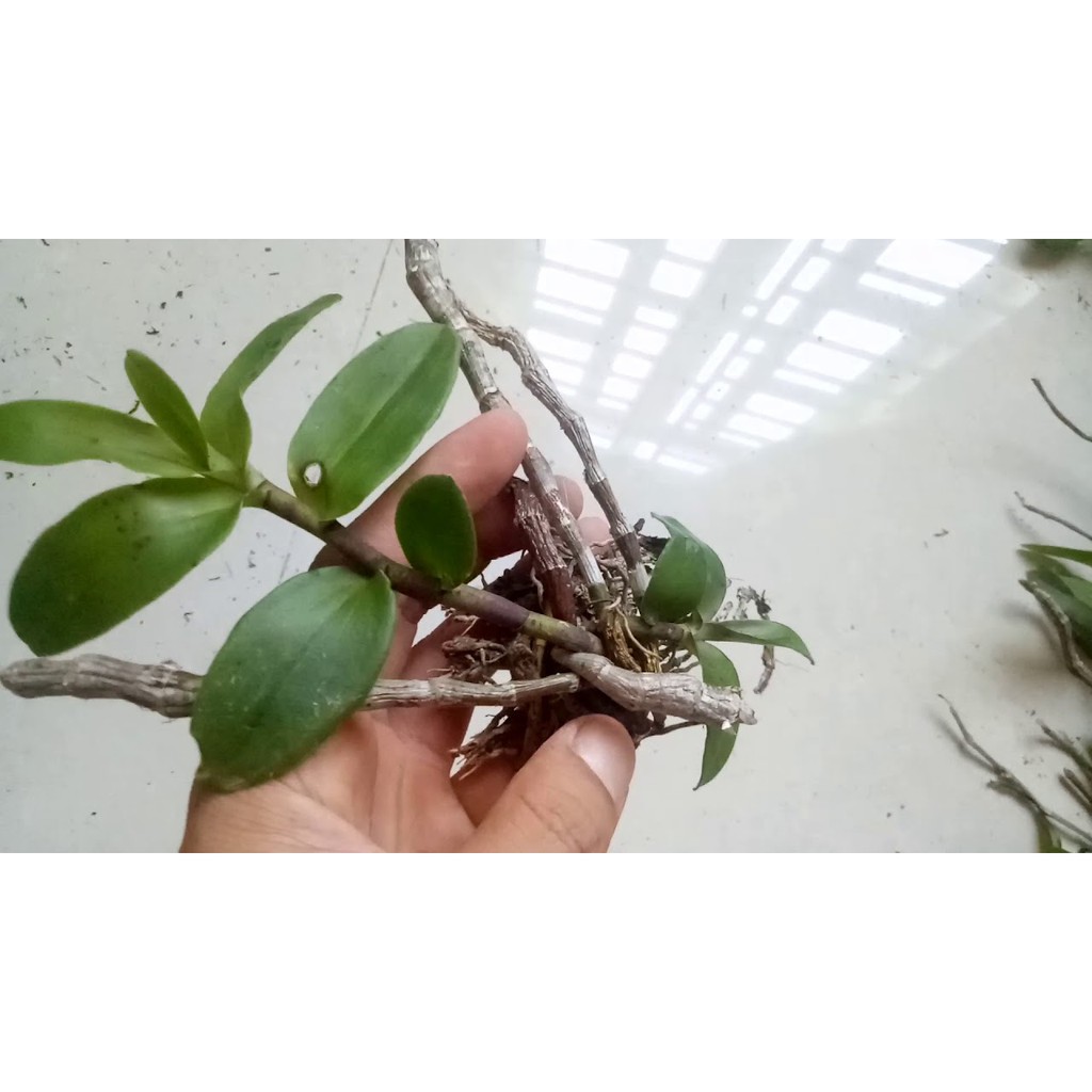 [Cây giống] Giả Hạc Ma Bó - Cây con gieo hạt