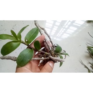 [Cây giống] Giả Hạc Ma Bó - Cây con gieo hạt