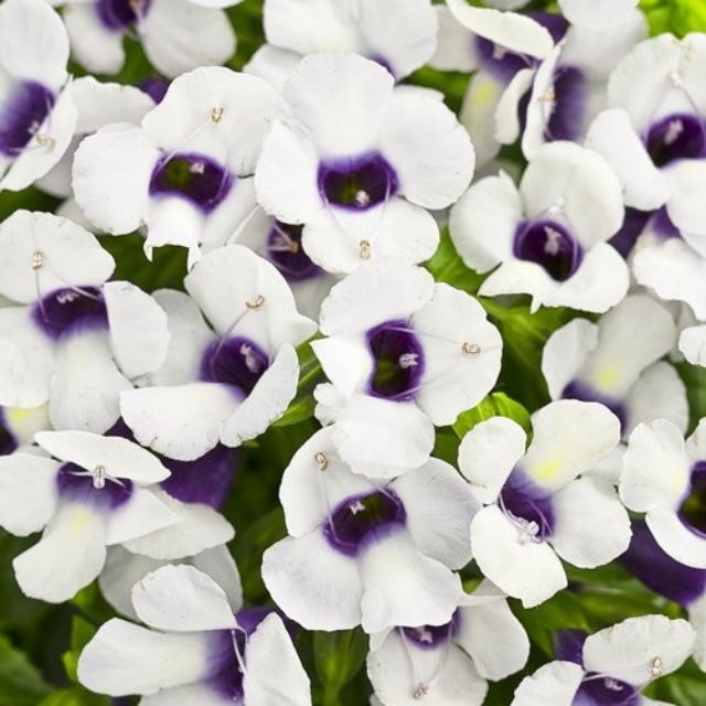 Hạt giống hoa Mắt Nai (tô liên, torenia) nhiều màu 5 HẠT ĐẾN MÙA TRỒNG TẾT