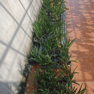 Hoa Lan Brass Hoa Vàng Đang Nụ