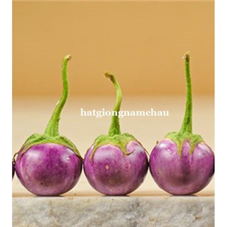 1GR - HẠT GIỐNG CÀ PHÁO TÍM