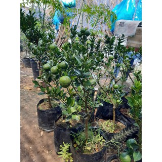 cam nhật lá nhỏ đang trái