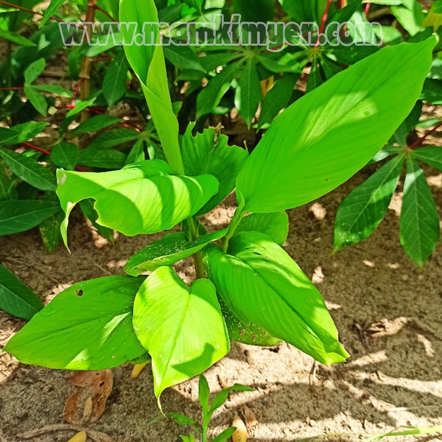 Combo 5 Cây Ngãi Bún Một Tháng Tuổi Dễ Trồng Dùng Làm Gia Vị Nấu Bún Miền Tây