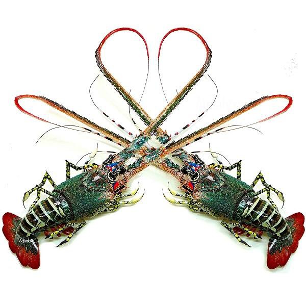 Tôm hùm tre mỹ nghệ (Bamboo Lobster)
