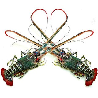 Tôm hùm tre mỹ nghệ (Bamboo Lobster)