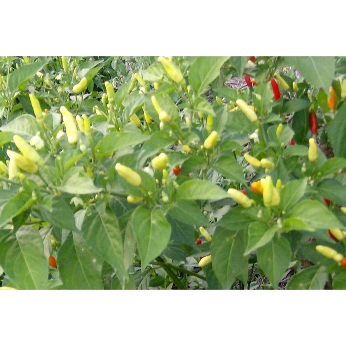 Growmore Jump Start Plant Tonic 500ml Phân bón hữu cơ bổ sung 50 Amino Acid, vitamin, vi lượng cho cây trồng