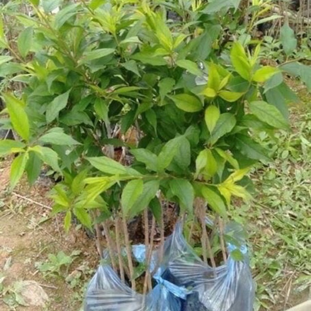 3 cây mơ giống