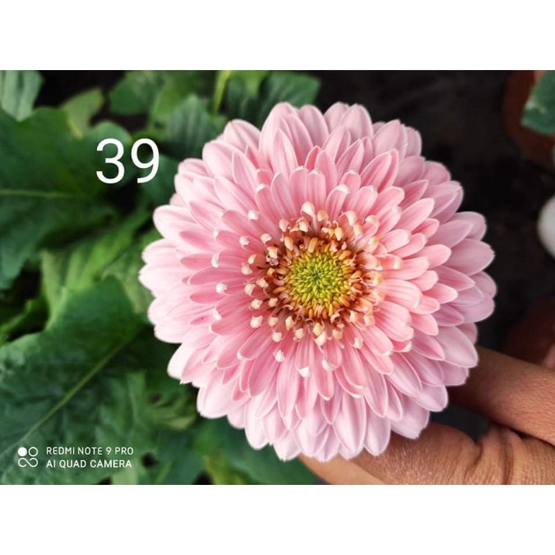 10 cây giống đồng tiền lùn đủ màu