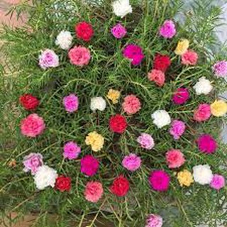 hạt giống hoa mười giờ