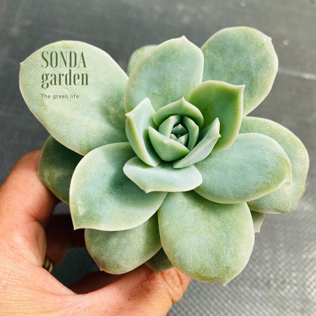 Sen đá hồng hà lan lá lớn SONDA GARDEN size bé 5-8cm, cây cảnh trang trí nhà cửa, lỗi 1 đổi 1