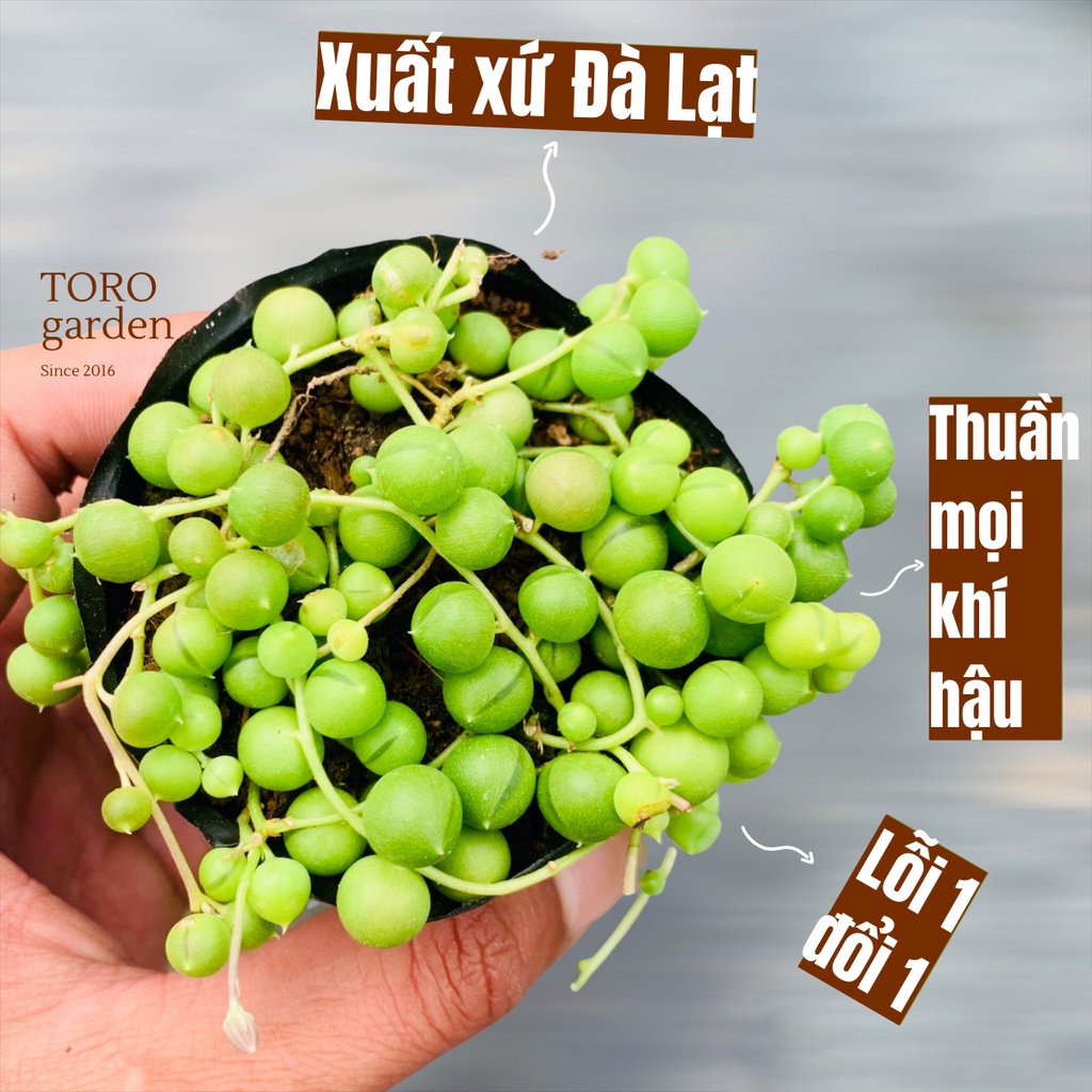 SEN ĐÁ HẠT NGỌC TRÒN ĐÀ LẠT SIZE BÉ, SIÊU KHOẺ ĐẸP, THUẦN MỌI KHÍ HẬU, HƯ 1 ĐỔI 1