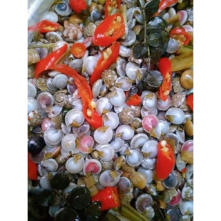 500g Ốc Ruốc Xào Sả Ớt, Gia Vị Độc Quyền (Ốc Size Lớn - Sạch Cát - Le Đầu - Thịt Mập Béo)