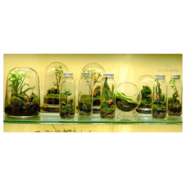 Terarium bình kín Xanhzone ( chỉ ship now hoặc grap HCM )