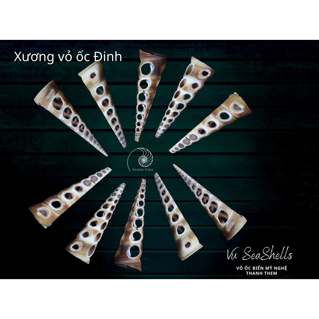 Phụ Kiện Decor - 10 Xương Vỏ Ốc - Vỏ Ốc Biển