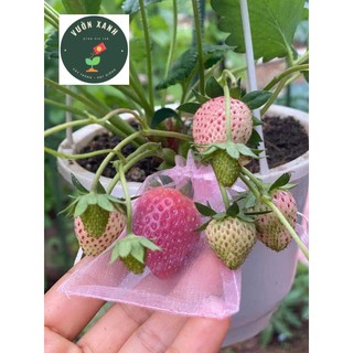 250gr Bột vỏ trứng / Vỏ trứng gà (tặng 300gr Phân cá Hữu cơ khi mua 1kg)