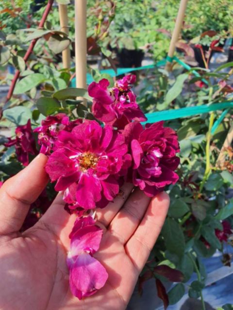 Hồng leo ngoại Night Owl