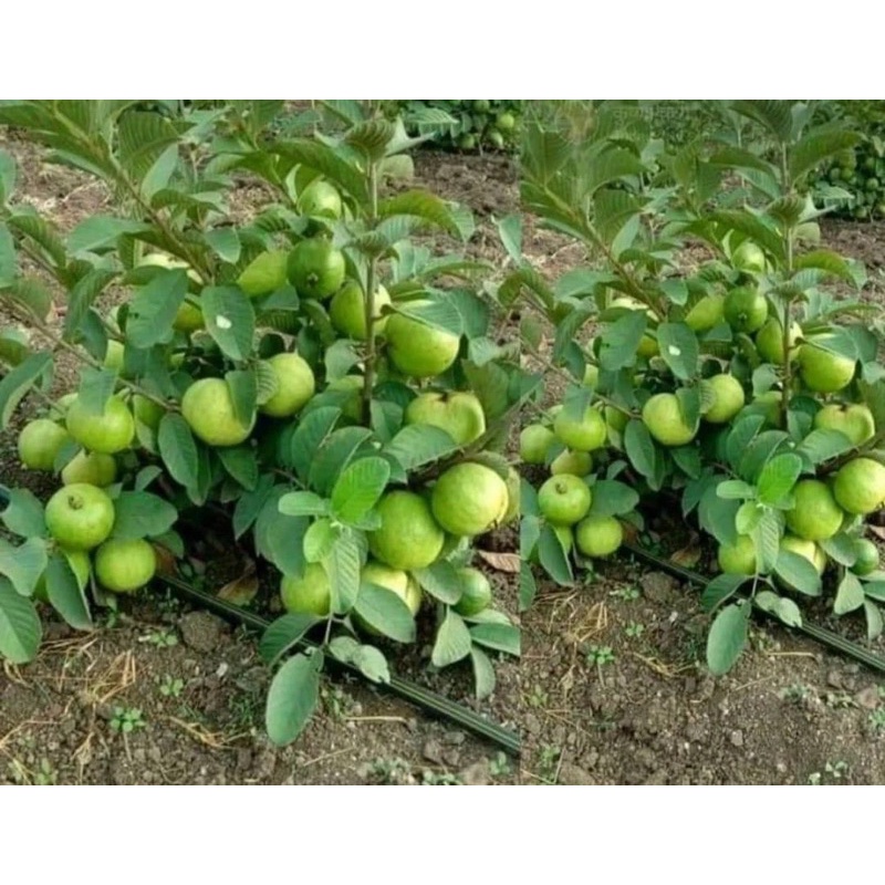 Phân Dê Ninh Thuận - Gói 1kg