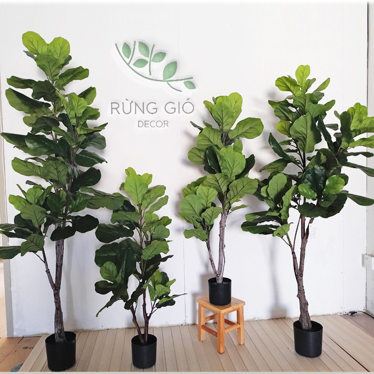 Cây bàng Singapore - Cây giả Decor trang trí - nhiều size to nhỏ lựa chọn