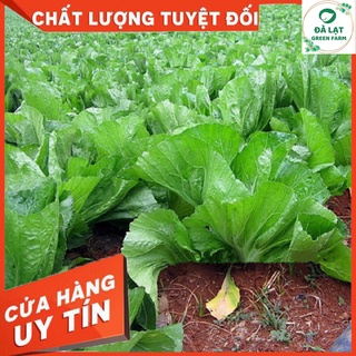 🌱HẠT GIỐNG CẢI BẸ DƯA_25GR🌱
