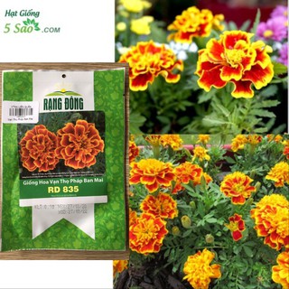Hoa Vạn Thọ Pháp Ban Mai - Rạng Đông