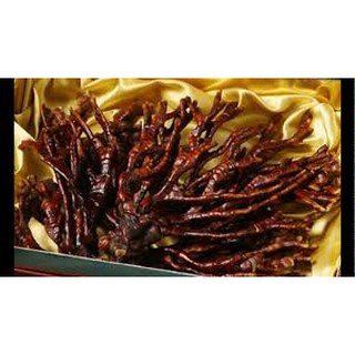 NẤM LINH CHI SỪNG HƯƠU