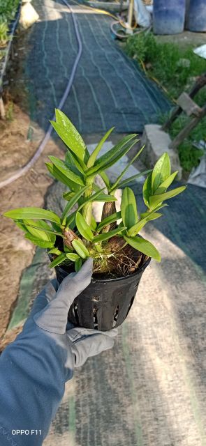Denro mini chậu lớn đang nụ
