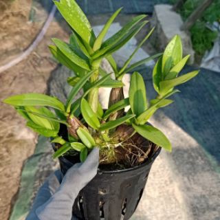 Denro mini chậu lớn đang nụ