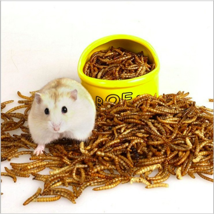 Sâu khô gói to cho hamster, chim , sóc , mồi câu cá (180g) LAZY HAMSTER