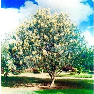 Hạt giống hoa MIMOSA ( cây trinh nữ)- 10 hạt