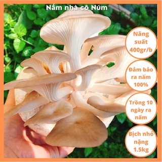  Bịch giống trồng nấm BÀO NGƯ XÁM bịch nhỏ 