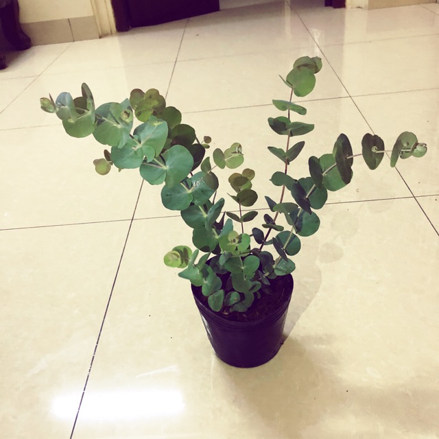 Chậu cây Khuynh Diệp - Đô La Bạc - Bạch Đằng cảnh - Silver Dollar Tree - Eucalyptus cinerea (Argyle Apple)