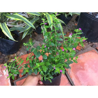 Chậu hoa cẩm tú