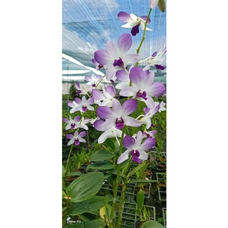 Hoa Lan Denro Lavender cây đang nụ