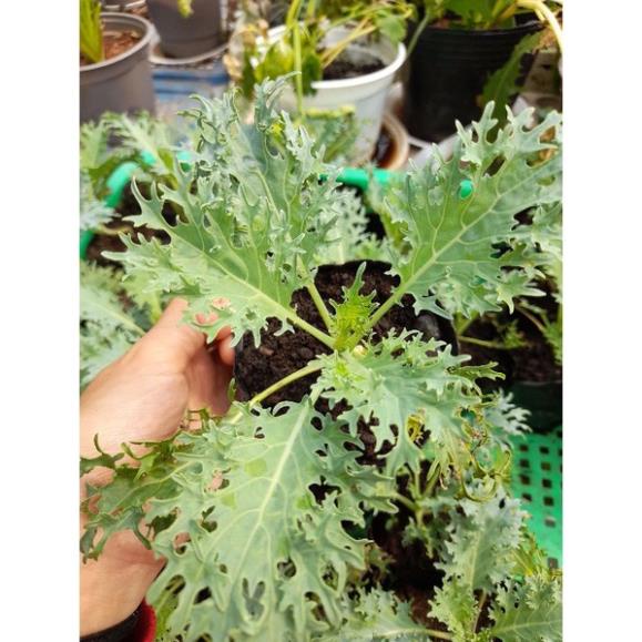 Cây giống cải kale ươm bầu, giao hảo tốc tp HCM