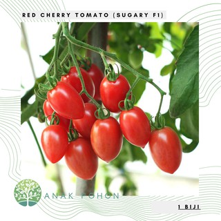 Hạt giống cà chua cherry đỏ sugary f1 tomato red cherry seeds - nhập khẩu 20h