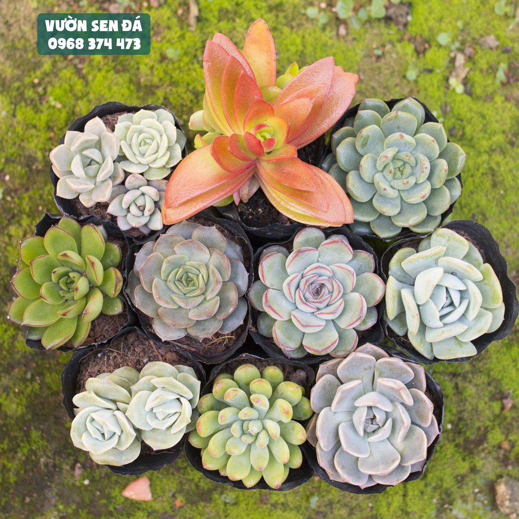 Combo 10 loại sen đá cỡ nhỏ ngẫu nhiên 3-5cm